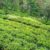 Reports on tea plantation in uttarakhand