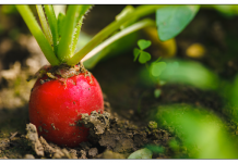 Start an Organic Farm in Uttarakhand
