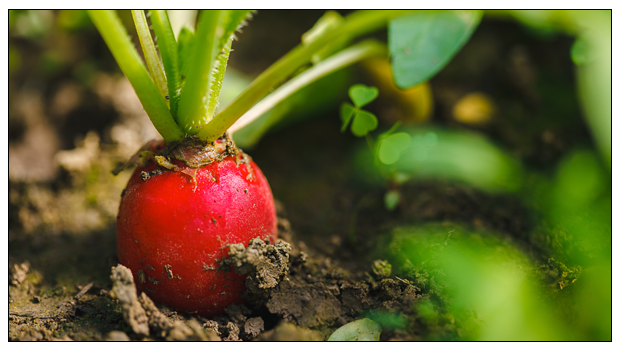 Start an Organic Farm in Uttarakhand