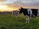 Tips Starting Your Own Dairy Farm in Uttarakhand